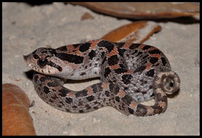 Southern Hognose Snake (Heterodon simus)