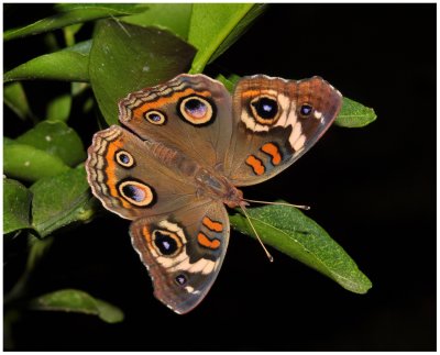 Common Buckeye (Junonia coenia)