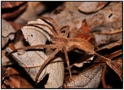 Nursery Web Spider (Pisaurina mira)