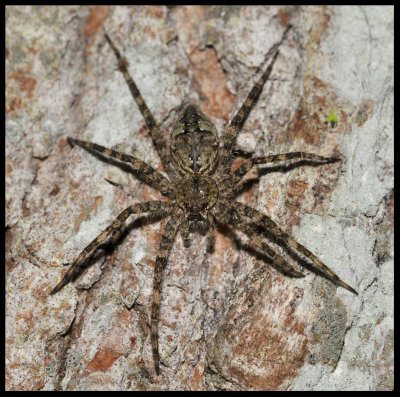 Fishing Spider (Dolomedes spp.)