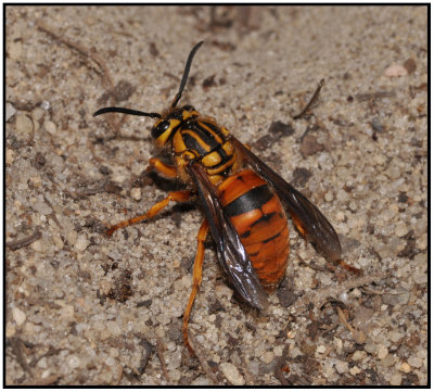 Southern Yellowjacket - Female (Vespula squamosa)