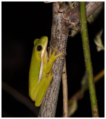Green Treefrog  (Hyla cinerea)