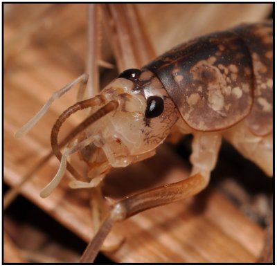 Spotted Camel Cricket (Ceuthophilus sp)