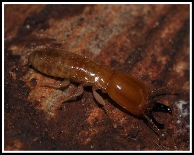 Dampwood Termite Soldier (Neotermes castaneus)