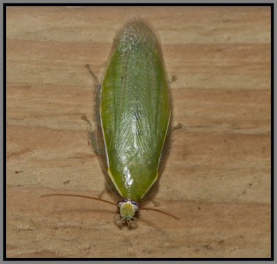 Cuban Cockroach (Panchlora nivea)