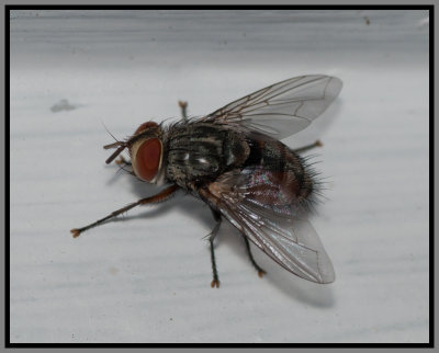 Tachinid Fly