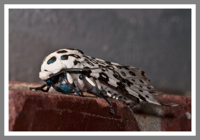 Giant Leopard Moth (Ecpantheria scribonia)