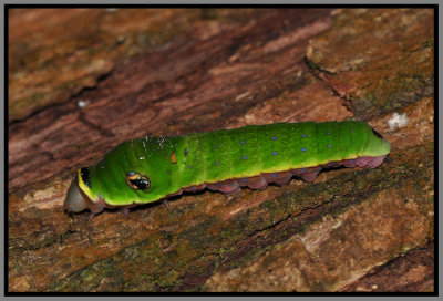 Spicebush Swallowtail (Papilio troilus)