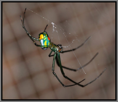 Orchard Orbweaver (Leucauge venusta)