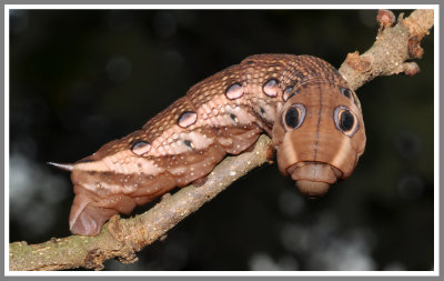 Tersa Sphinx Moth Caterpillar (Xylophanes tersa)