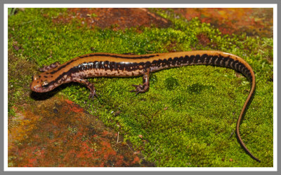 Three-lined Salamander (Eurycea guttolineata)