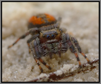 Jumping Spider (Phidippus clarus)