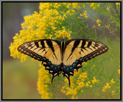 Tiger Swallowtail (Papilio glaucus)