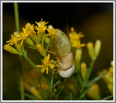 Green Horse Fly (Chlorotabanus crepuscularis)