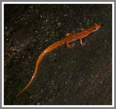 Cave Salamander (Eurycea lucifuga)