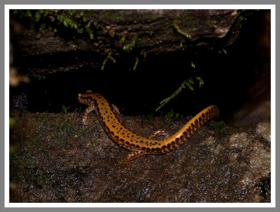 Longtail Salamander (Eurycea longicauda)