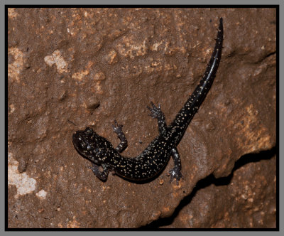 Northern Slimy Salamander (Plethodon glutinosus)