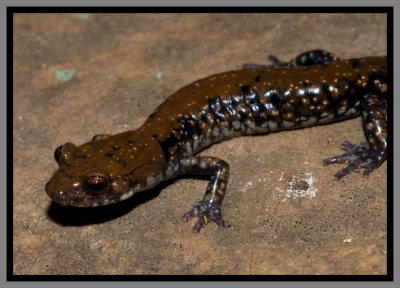 Pigeon Mountain Salamander (Plethodon petraeus)
