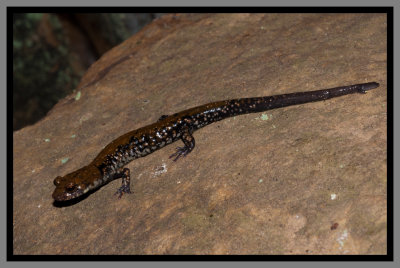 Pigeon Mountain Salamander (Plethodon petraeus)