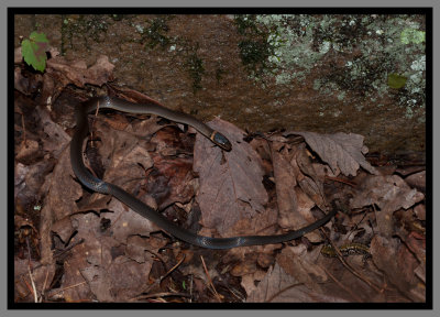 Pigeon Mountain Salamander (Plethodon petraeus) being Stalked by a Ringneck Snake