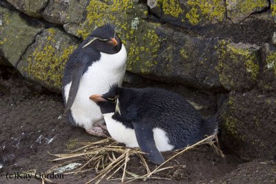 A pair of nesting rockhopper penguins
