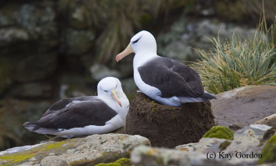 Pair of Black-browed Albatrosses