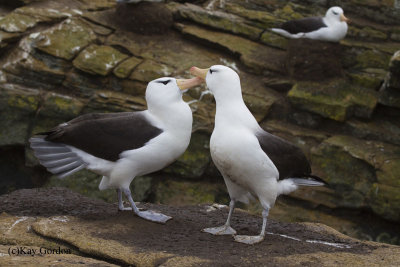 Courting Black-browed Albatross