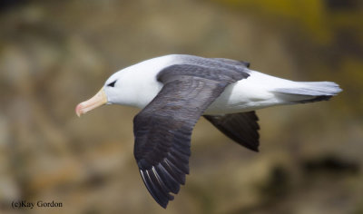 Black-browed Albatross in flight