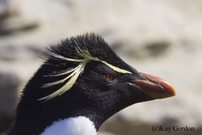 Portrait of a Rockhoper Penguin