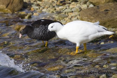 Pair of Kelp Geese