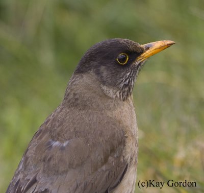 Falkland Thrush