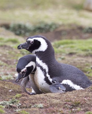 Pair of Magellanic Penguins