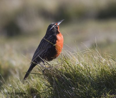 Long-tailed Meadowlark