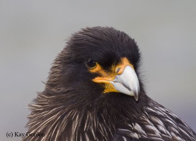 Portrait of a Striated Caracara