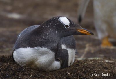 Gentoo Penguin