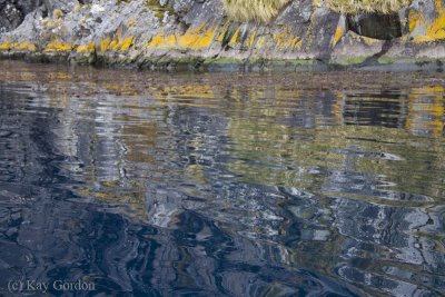 Reflections in Larsen Harbour