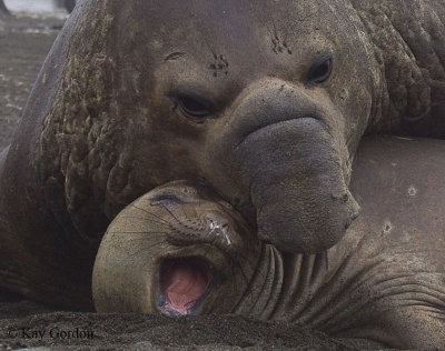Elephant Seals- Old and Young