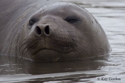 Young Elephant Seal