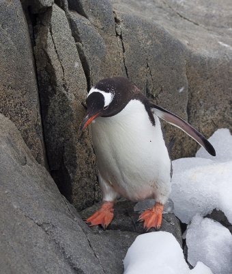 Gentoo Penguin