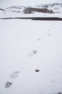 Tracks in the Snow