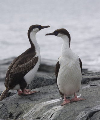 Shags on the Rocks