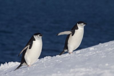 Chinstrap Penguins