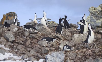 Courting Chinstrap Penguins