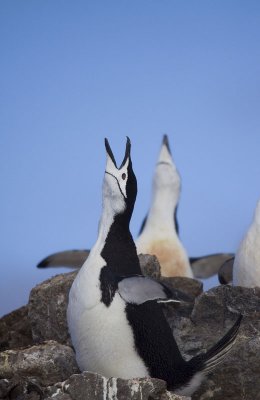 Courting Chinstrap Penguins