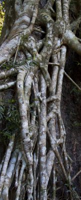Tangled Strangler Fig Roots