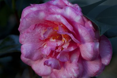 Camellia 2