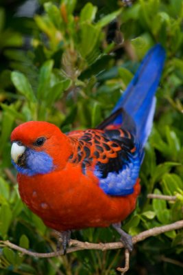 Crimson Rosella