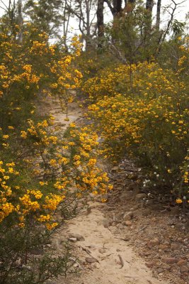 More WIldflowers