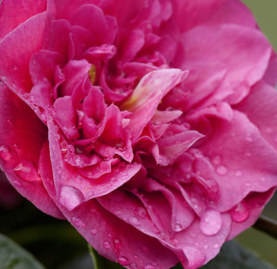 Last of the Camellias
