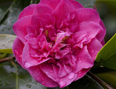 Camellias in the Rain